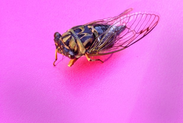 cicada