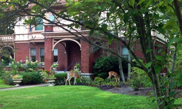 deer in yard