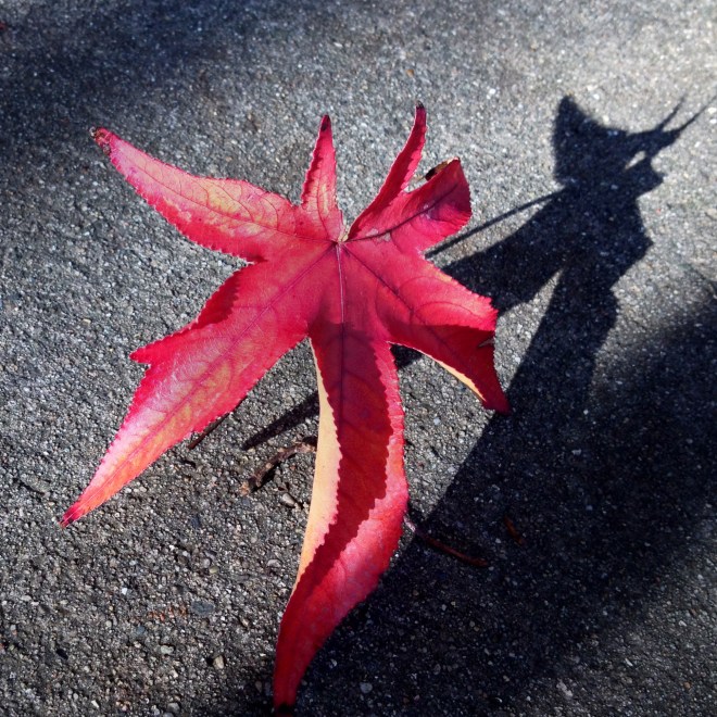 red leaf
