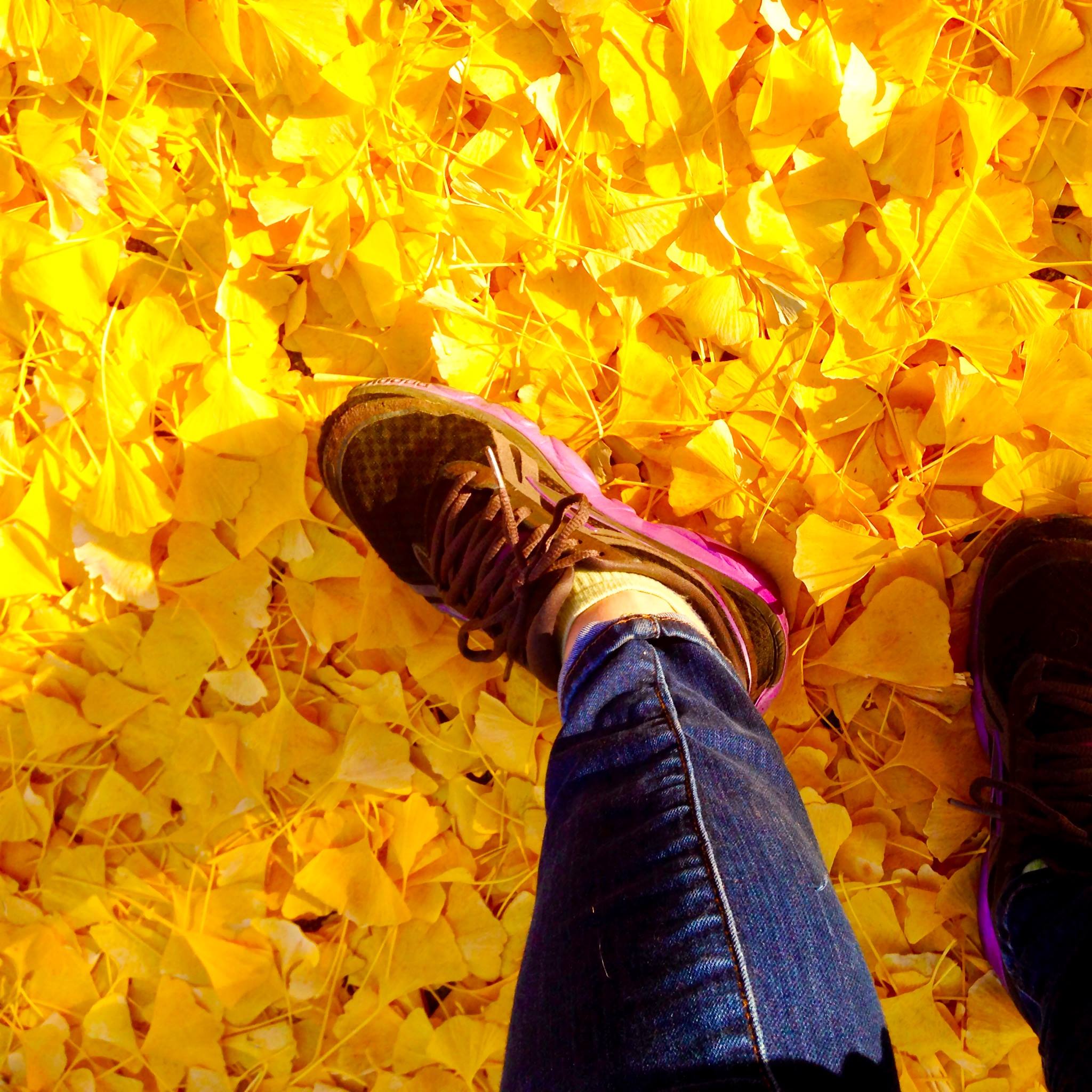 golden ginkgo leaves on the ground