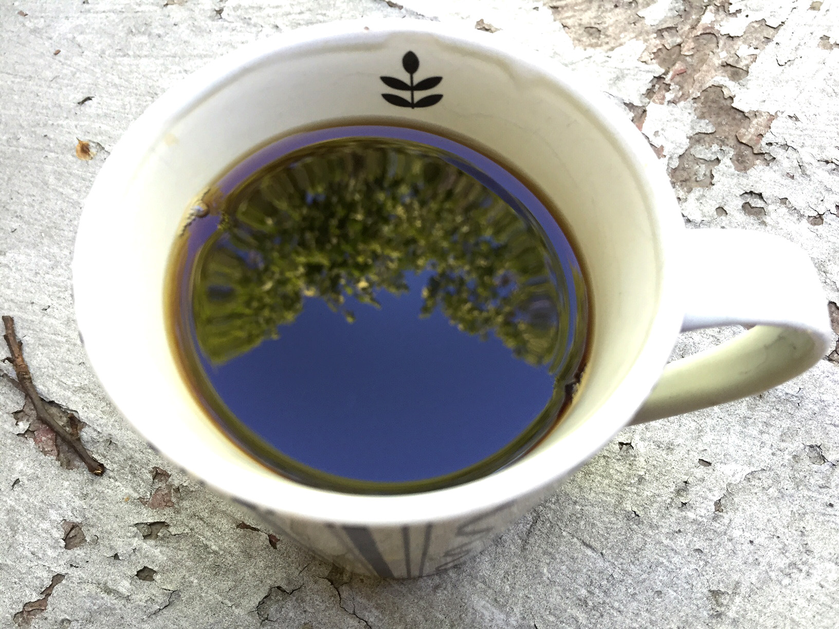 The elm in my morning coffee.