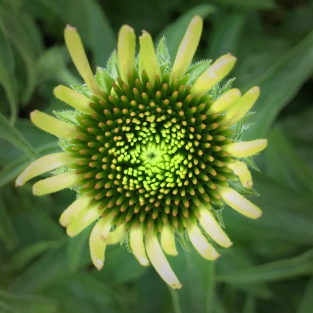 photo of budding flower