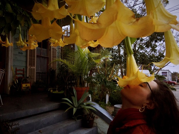 image of new orleans and flowers